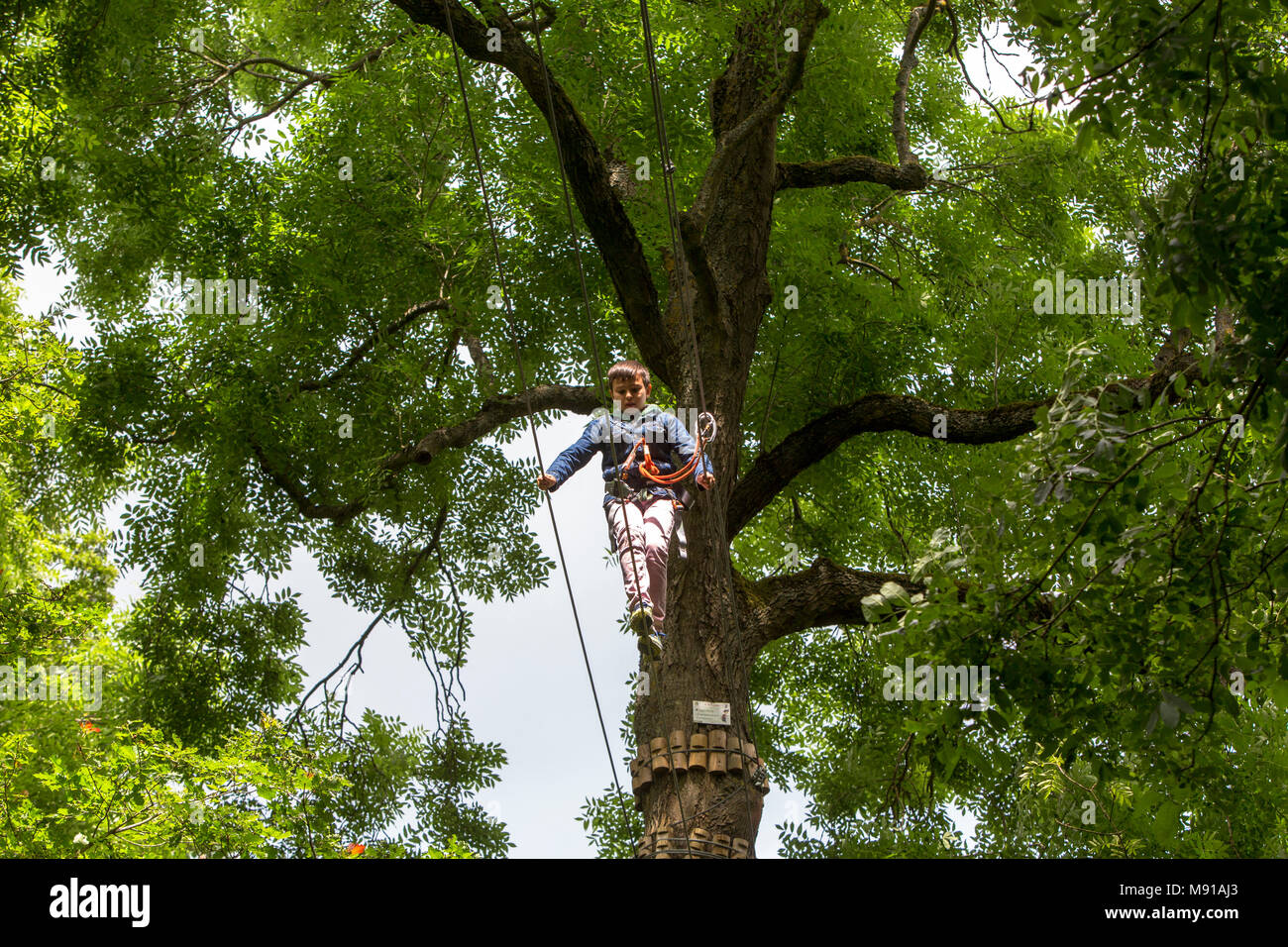 11-year-old boy on a rope course. France. Stock Photo