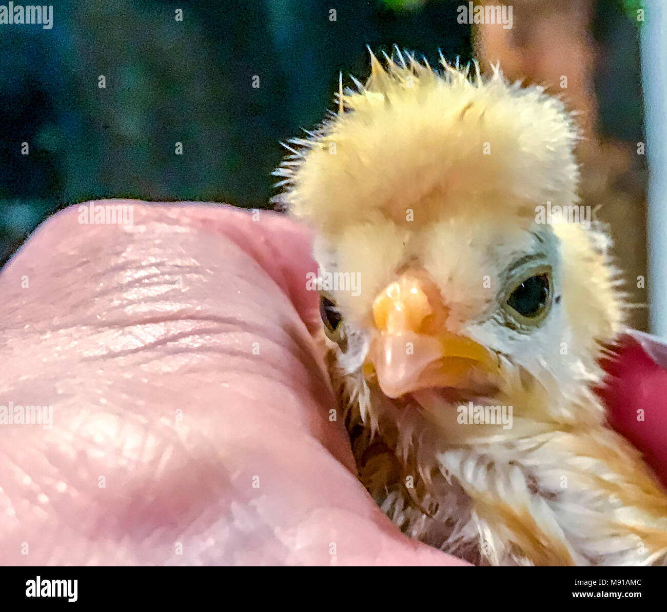 Small baby chickens just after they have hatched Stock Photo Alamy