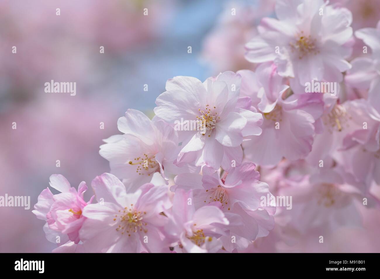 Macro texture of Japanese Pink Weeping Cherry Blossoms Stock Photo - Alamy