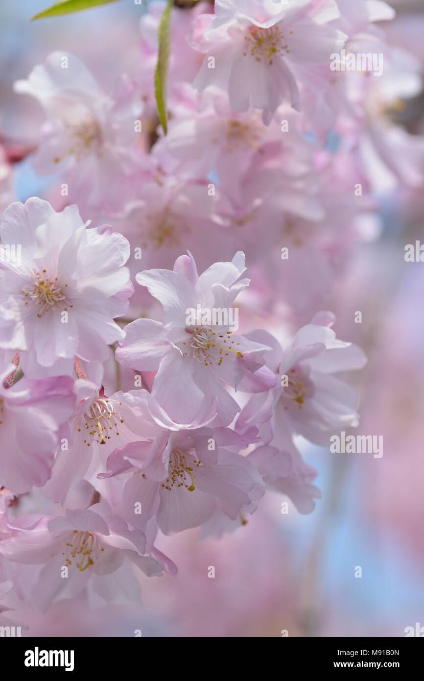 Macro texture of Japanese Pink Weeping Cherry Blossoms Stock Photo - Alamy