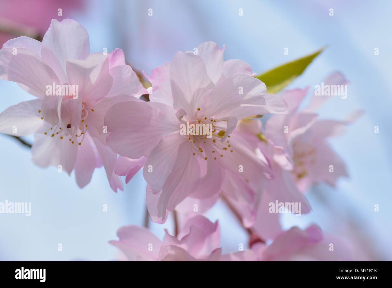 Macro texture of Japanese Pink Weeping Cherry Blossoms Stock Photo - Alamy