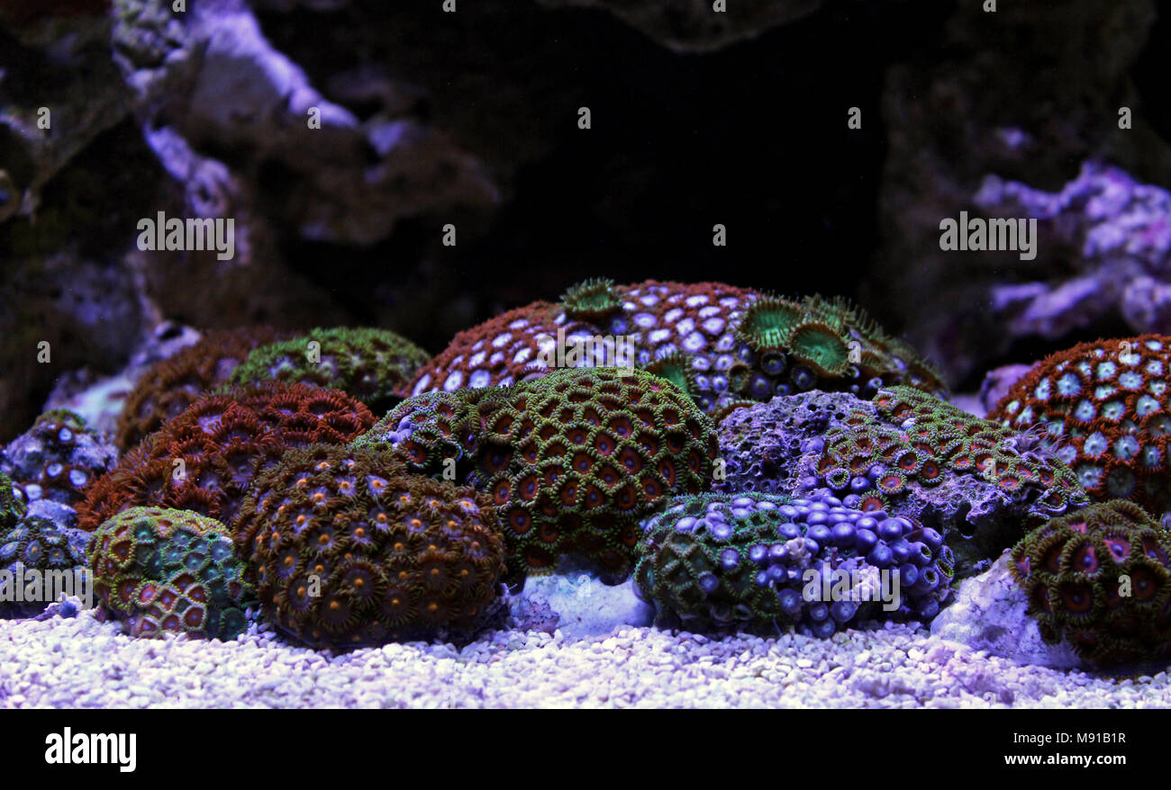 Zoas coral colony garden in coral reef aquarium tank Stock Photo Alamy