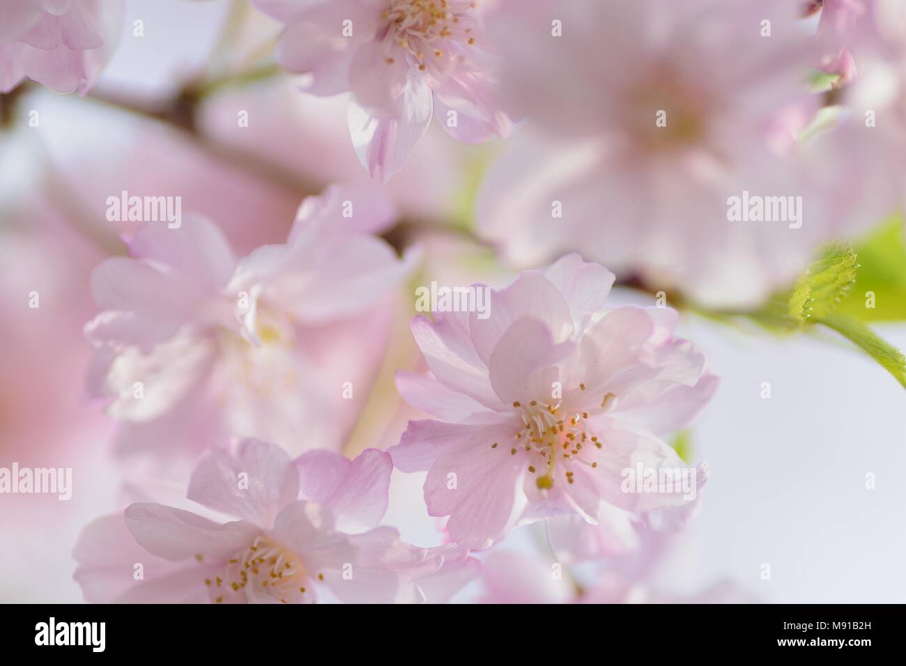 Macro texture of Japanese Pink Weeping Cherry Blossoms Stock Photo - Alamy
