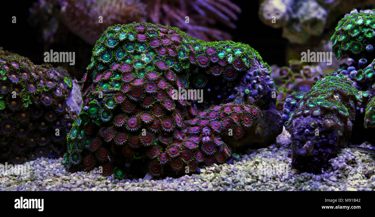Zoas coral colony garden in coral reef aquarium tank Stock Photo Alamy