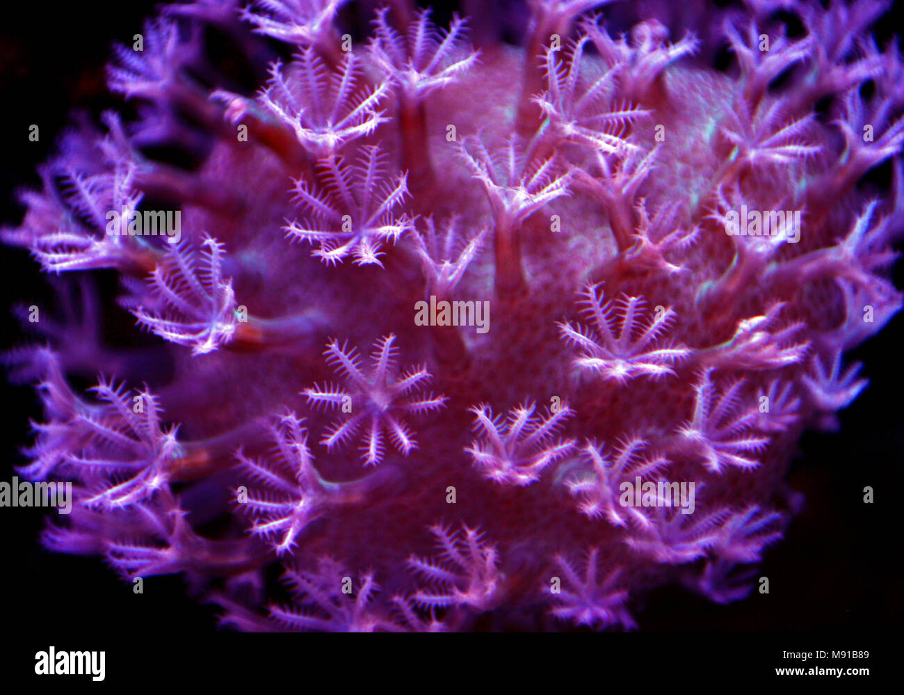 Sarcophyton leather soft coral Stock Photo