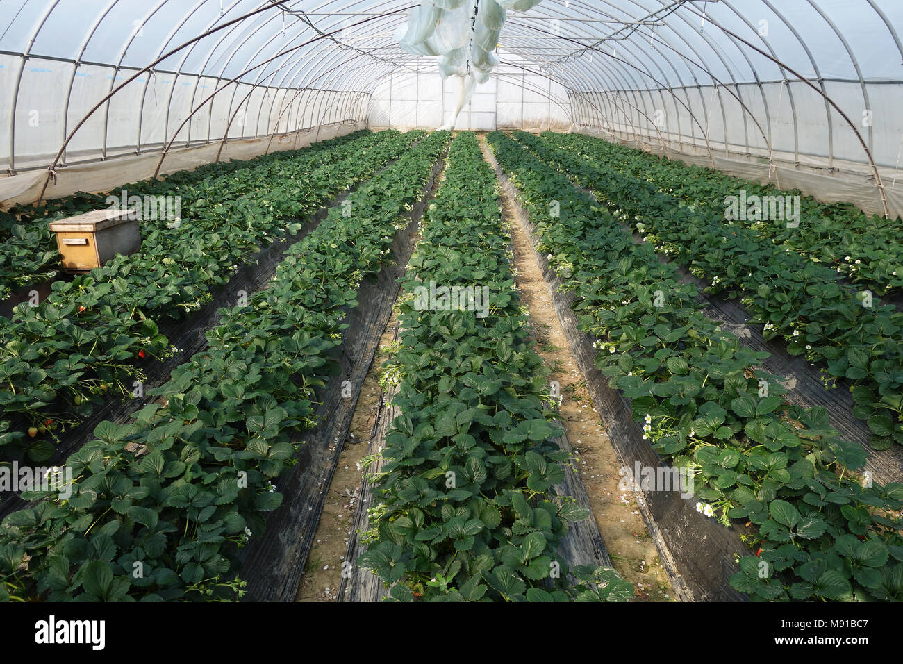 Strawberries growing in lines in greenhouse farm Stock Photo - Alamy