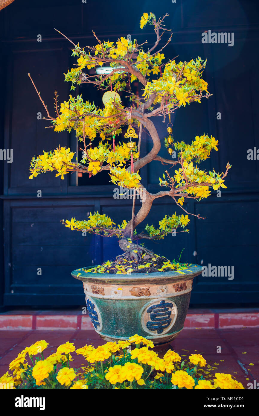 Bonsai and Penjing landscape with miniature evergreen tree in a tray