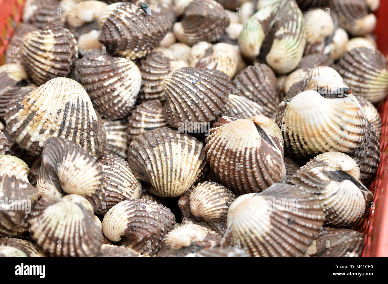 Fresh shellfish blood cockles on market for sale Stock Photo Alamy