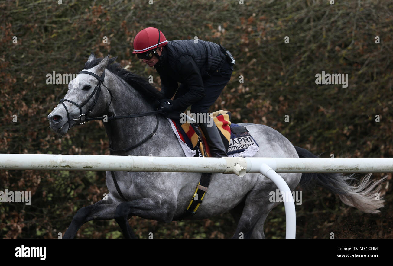 Aidan O'Brien trained Capri on the gallops at Ballydoyle Racing Stables, County Tipperary, during the launch of 2018 Irish Flat Season. Stock Photo