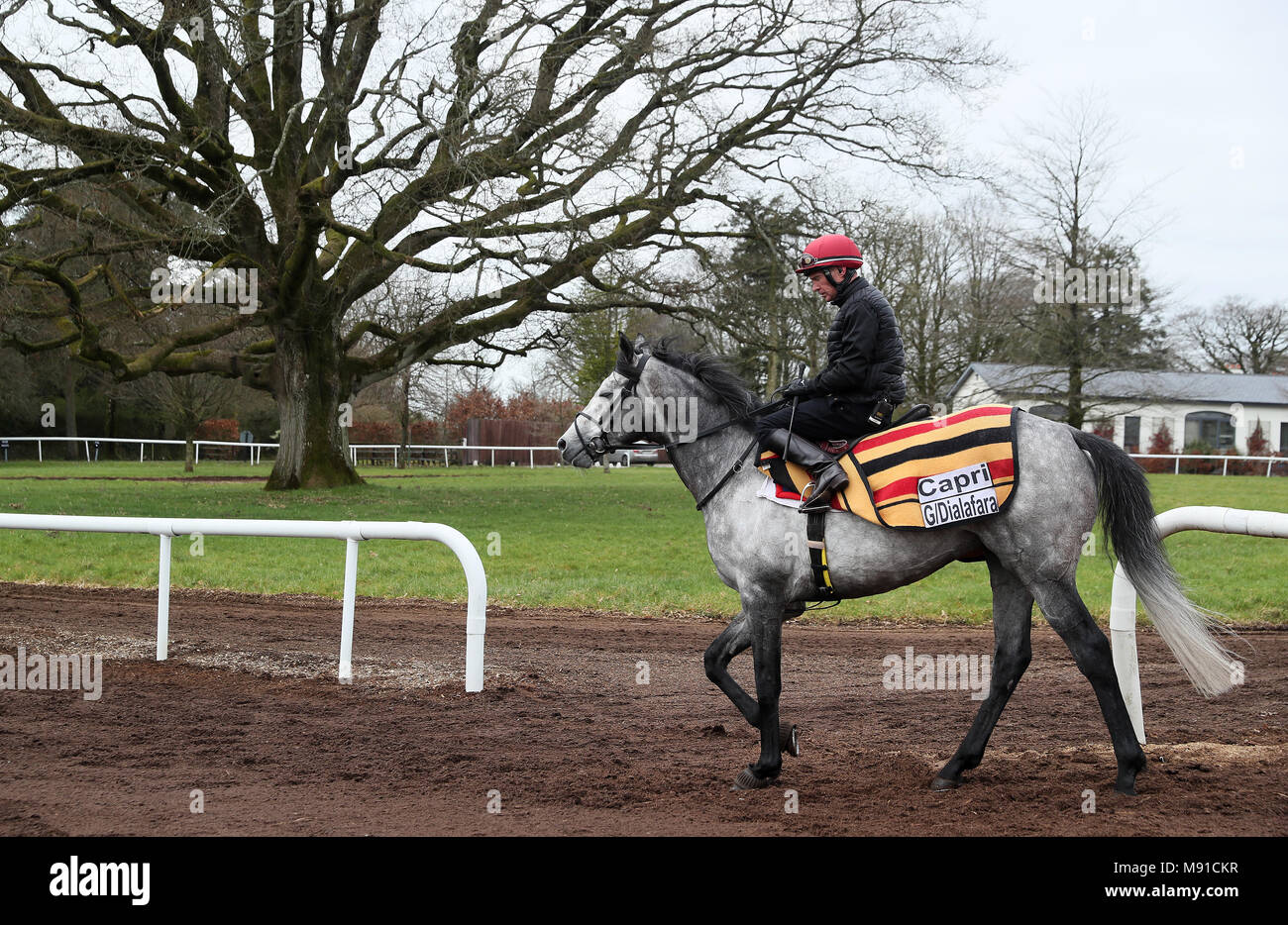 Aidan O'Brien trained Capri on the gallops at Ballydoyle Racing Stables, County Tipperary, during the launch of 2018 Irish Flat Season. PRESS ASSOCIATION Photo. Picture date: Wednesday March 21, 2018. Photo credit should read: Brian Lawless/PA Wire Stock Photo