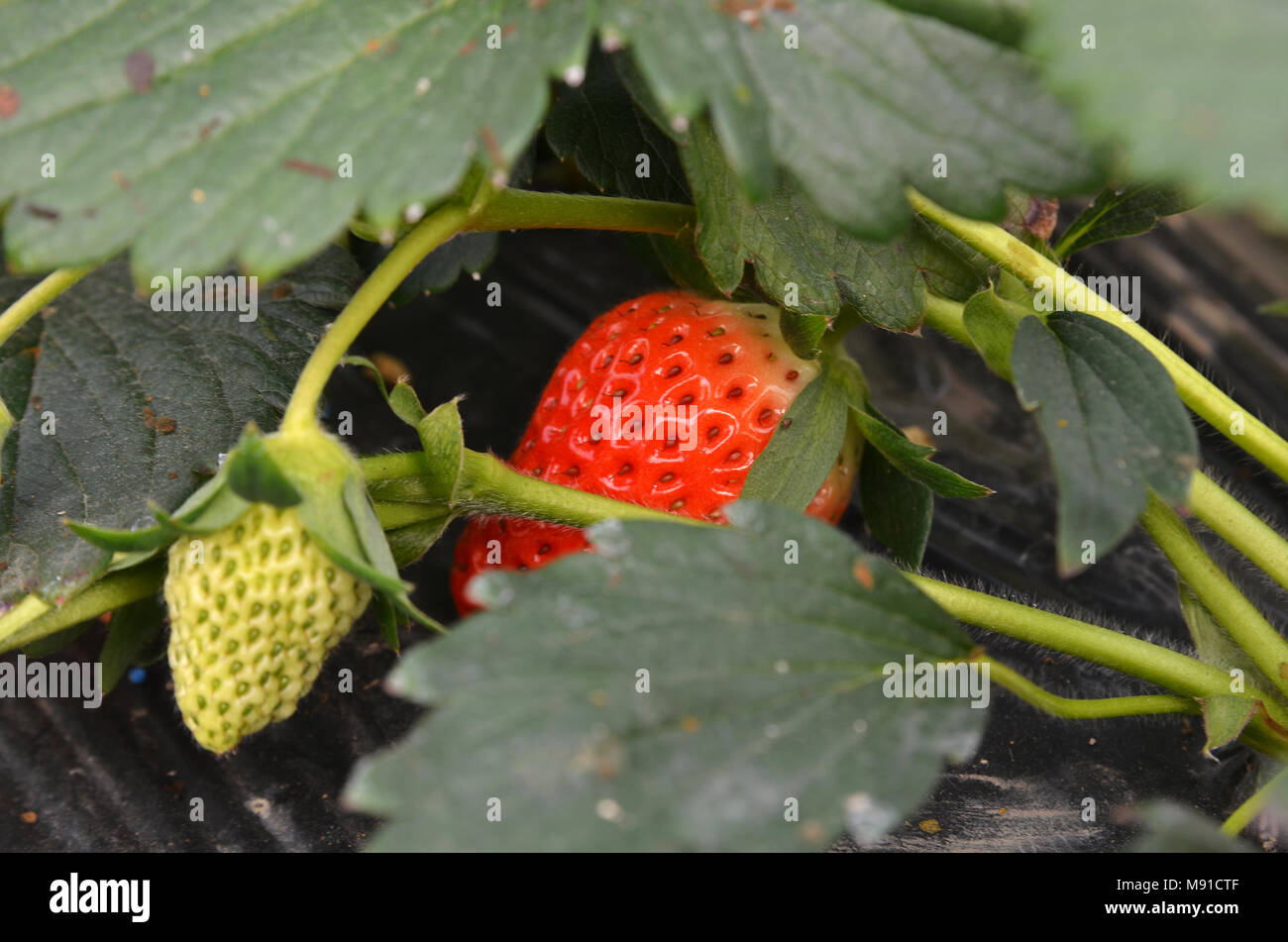 Fresh red strawberries that are grown organic farm Stock Photo - Alamy