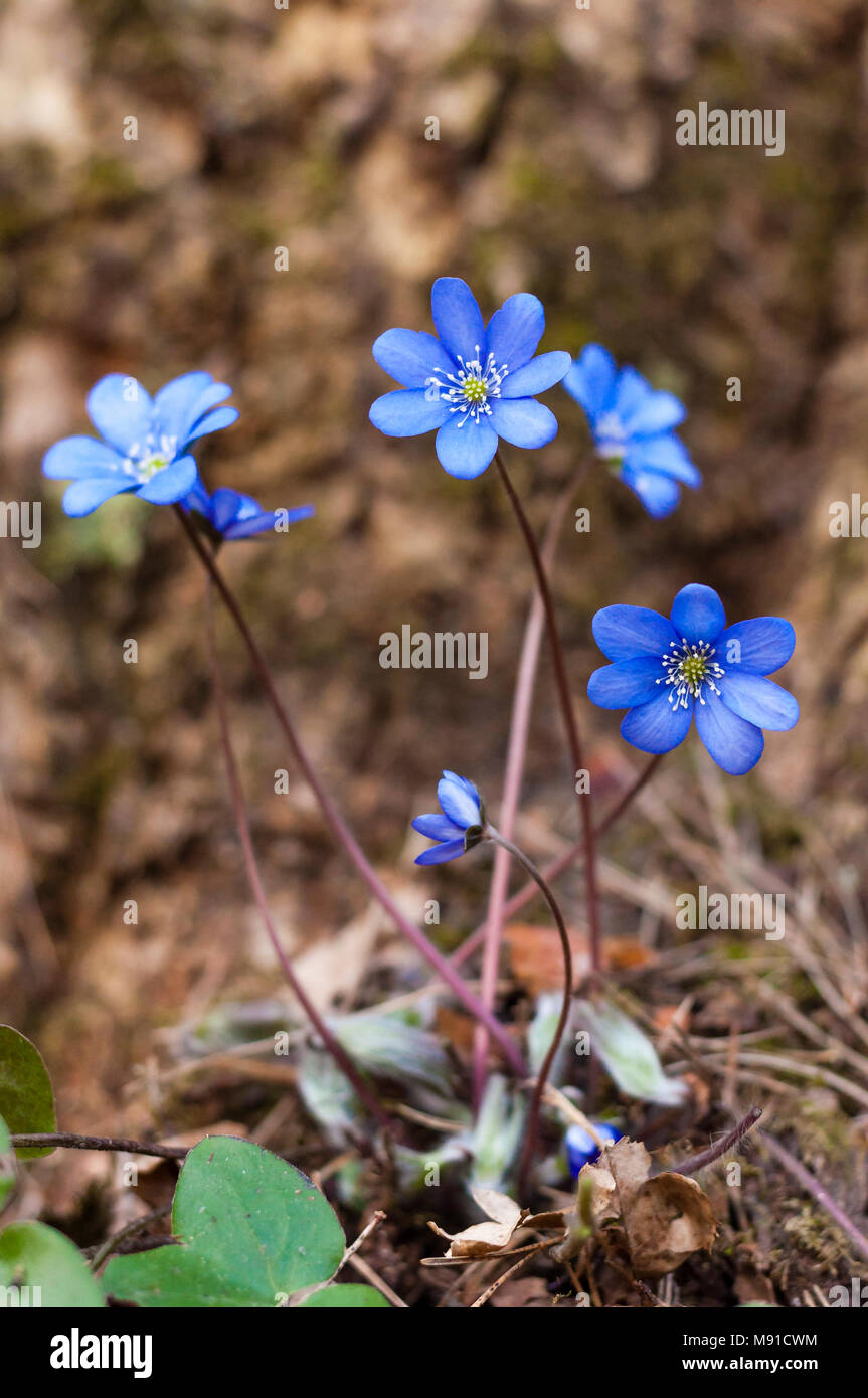 First blooming Hepatica Snowdrop blue flowers in early spring forest ...