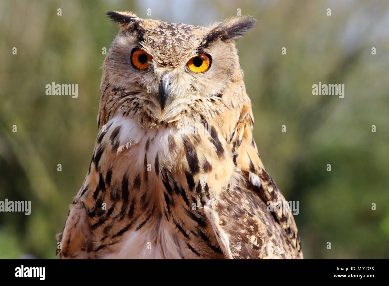 Brown Owl looking forward with big eyes, UK Stock Photo