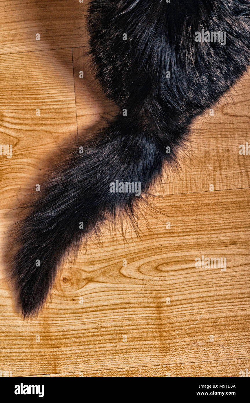 tail of a common crossbreed domestic cat Stock Photo