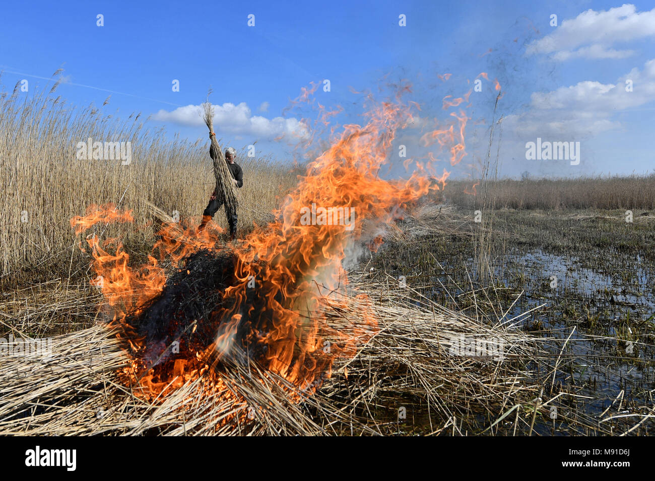 Reed cutter hi-res stock photography and images - Alamy