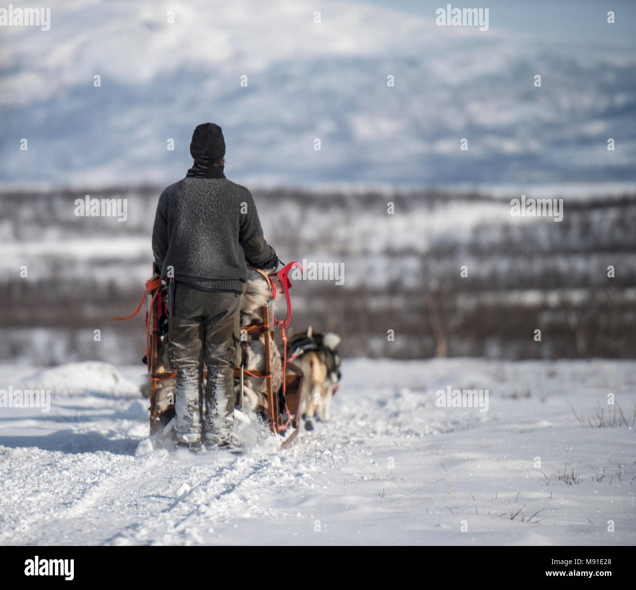 Northern dog sledding hires stock photography and images Alamy
