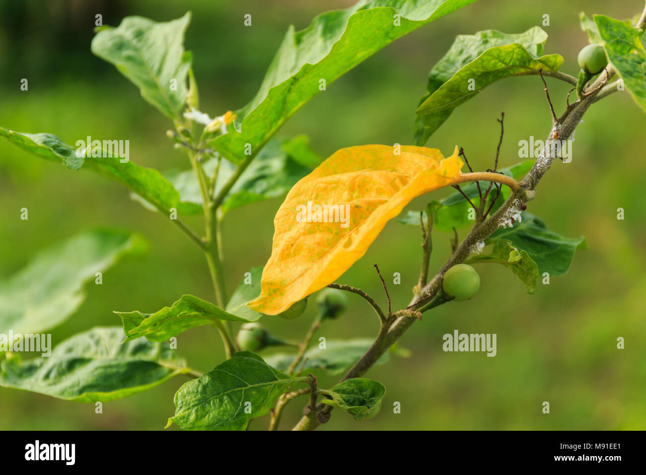 Eggplant tree hires stock photography and images Alamy