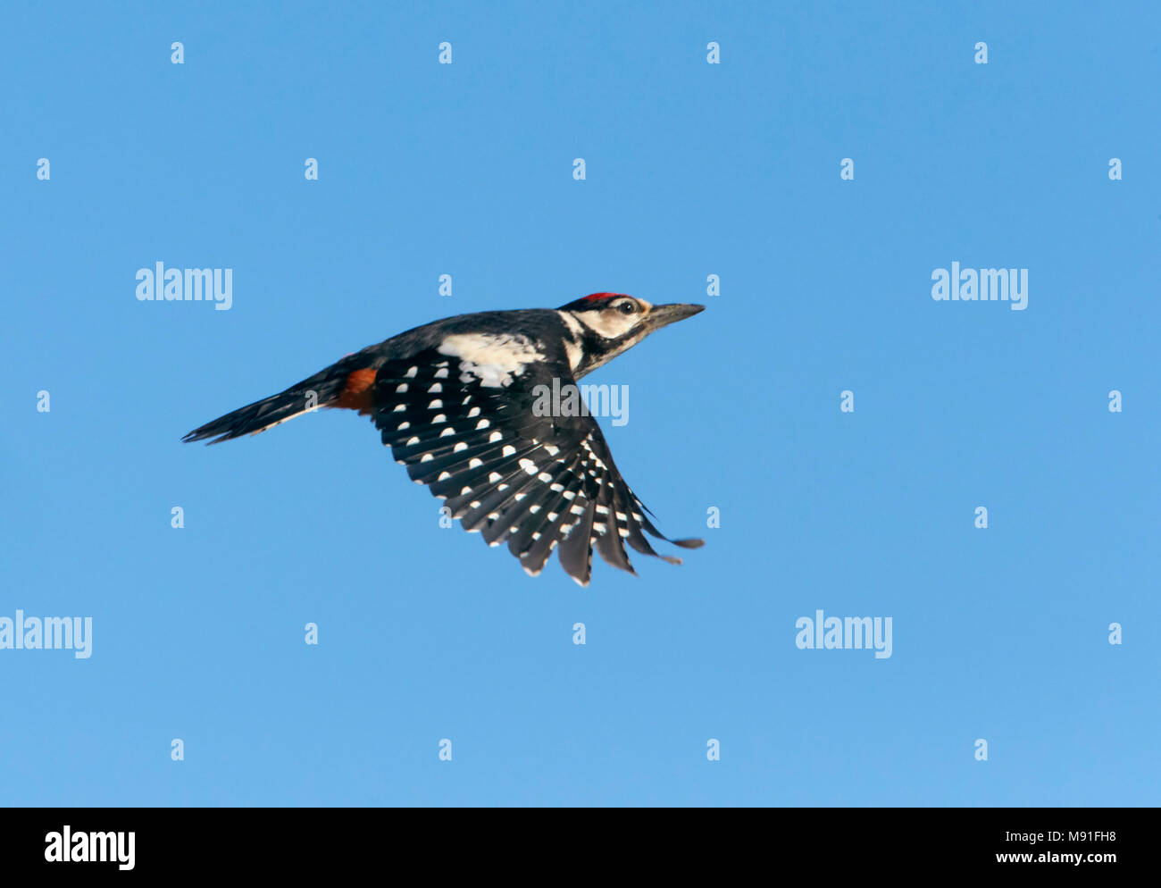 Grote Bonte Specht in vlucht; Great Spotted Woodpecker (Dendrocopos major) in flight Stock Photo
