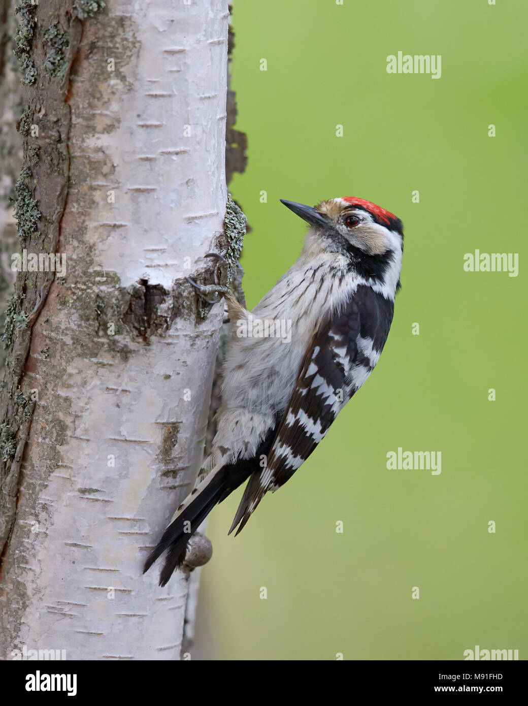 Kleine Bonte Specht, Lesser Spotted Woodpecker, Dendrocopos minor Stock Photo