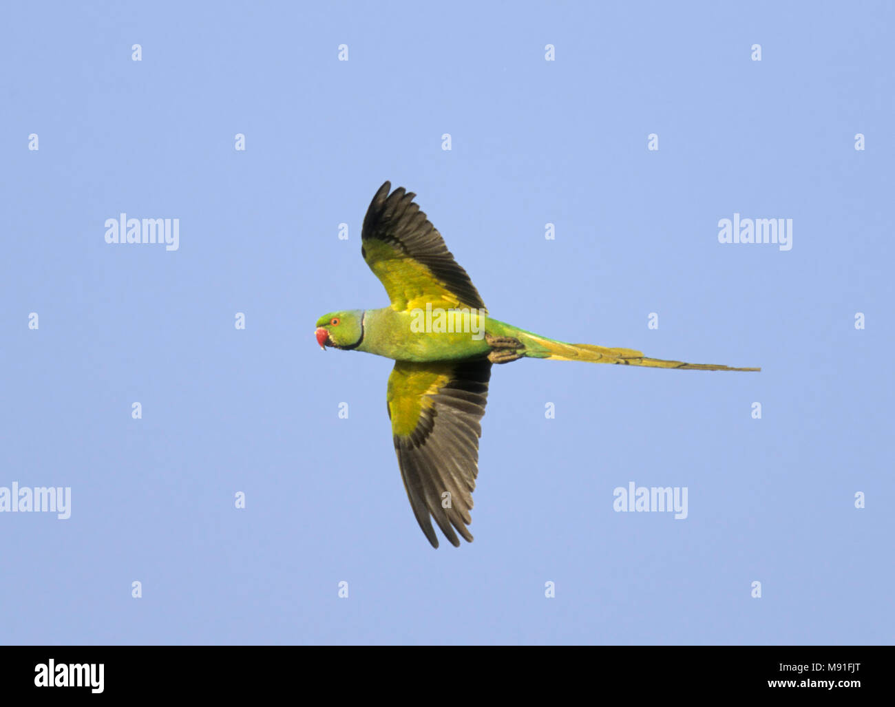 Halsbandparkiet in vlucht, Rose-ringed Parakeet in flight Stock Photo