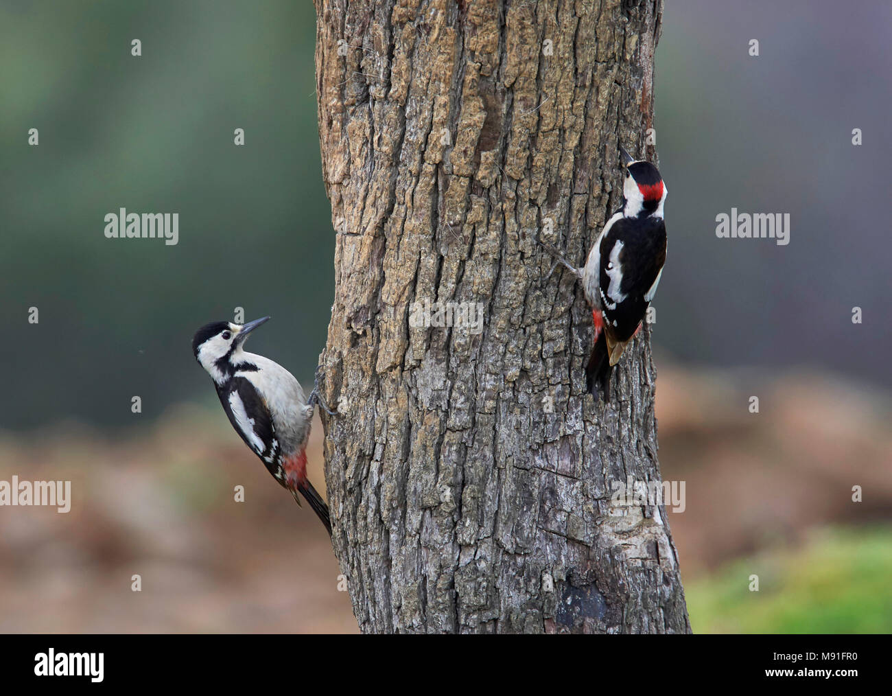 Syrian Woodpecker, Greece Dendrocopos syriacus Stock Photo