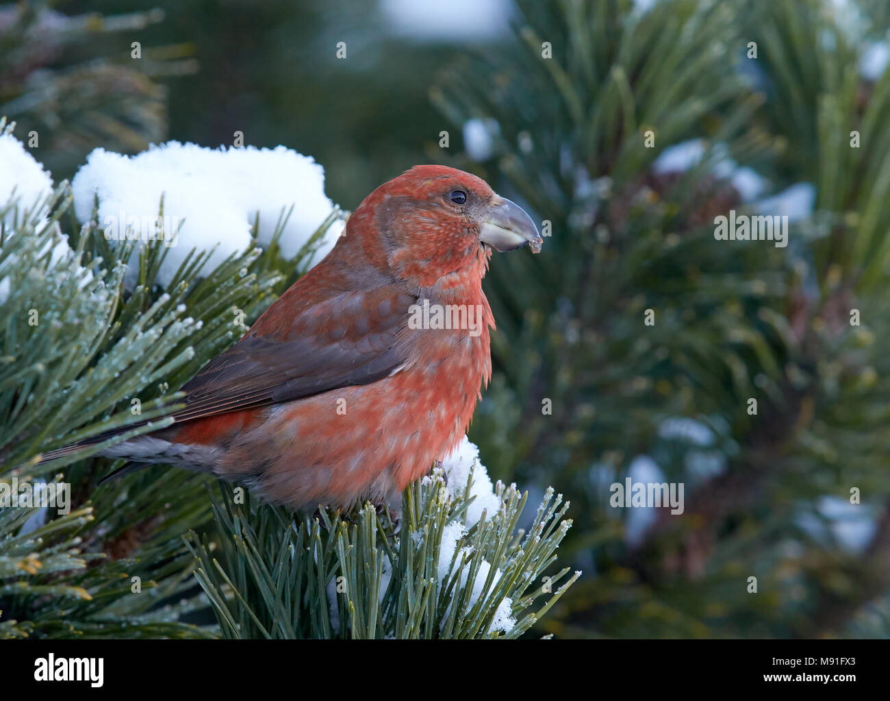 Grote Kruisbek, Parrot Crossbill, Loxia pytyopsittacus Stock Photo