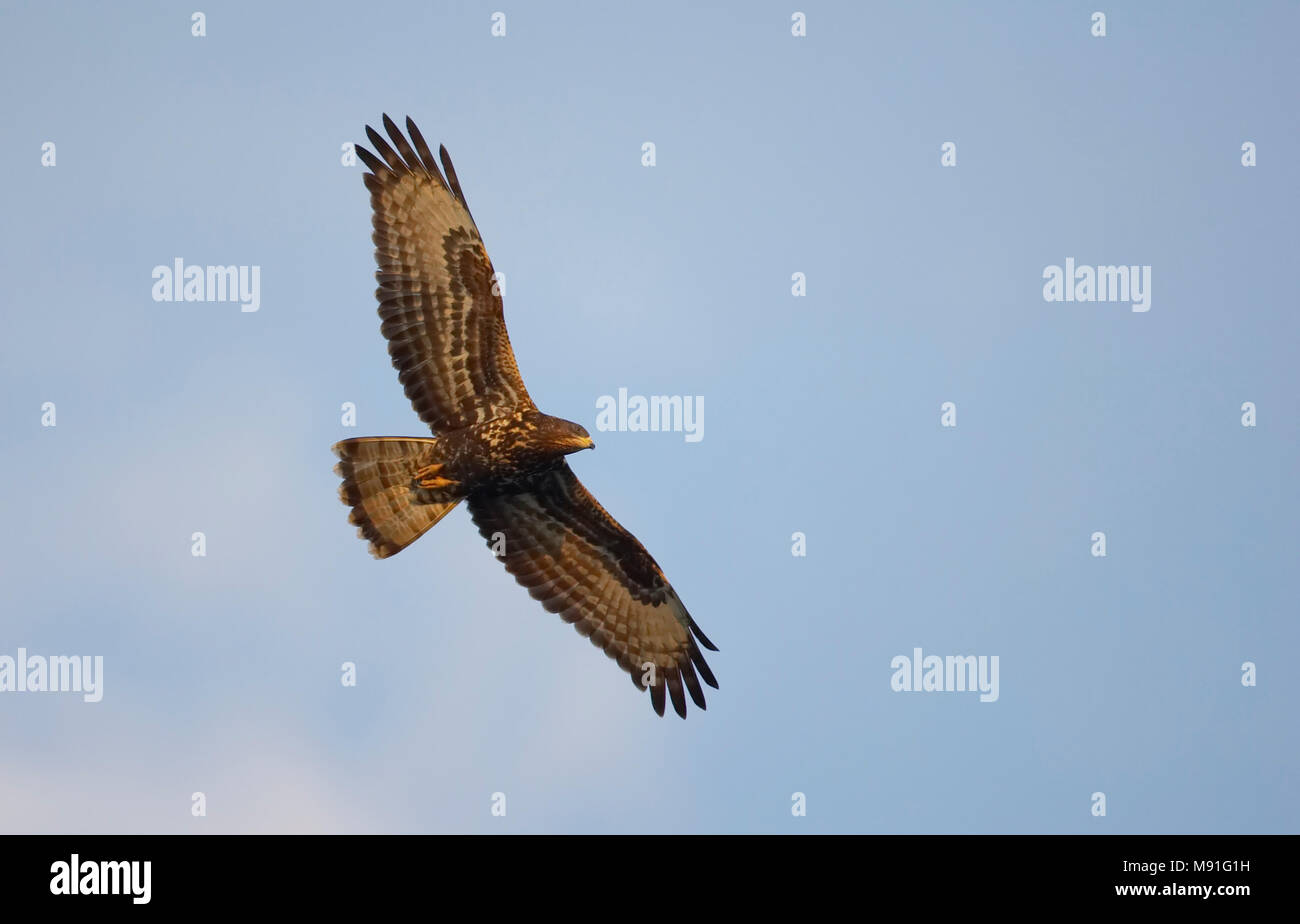 Wespendief, European Honey Buzzard, Pernis apivorus Stock Photo