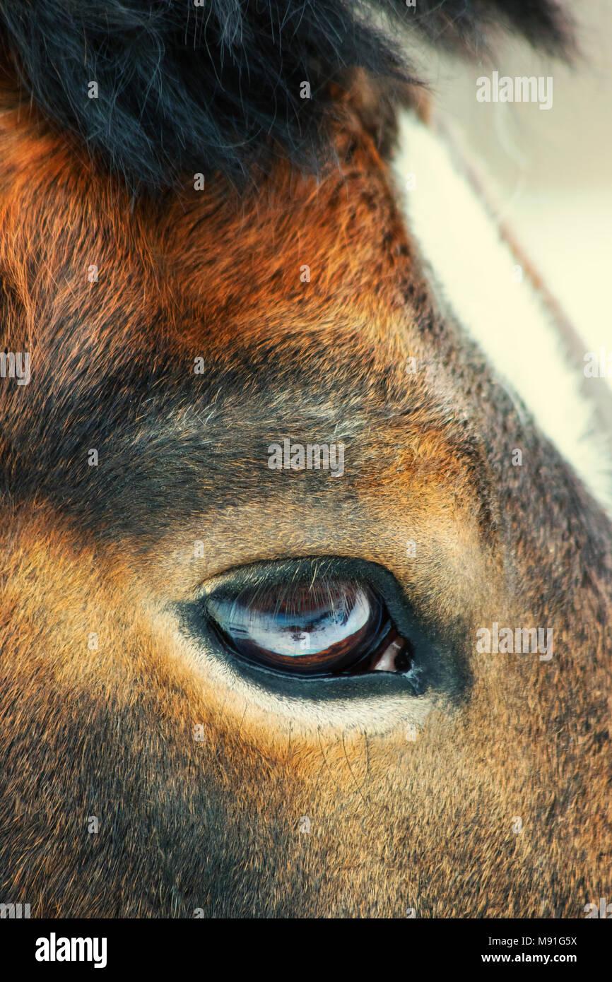 The eye of beautiful arabian gelding. Clouse-up Stock Photo