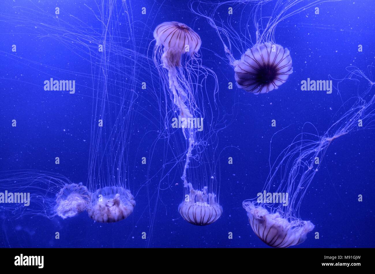 Floating jellyfish in the aquarium Stock Photo Alamy