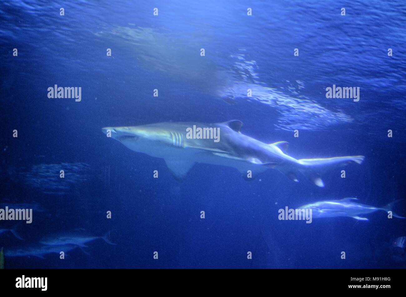 Sand tiger shark diver hi-res stock photography and images - Alamy