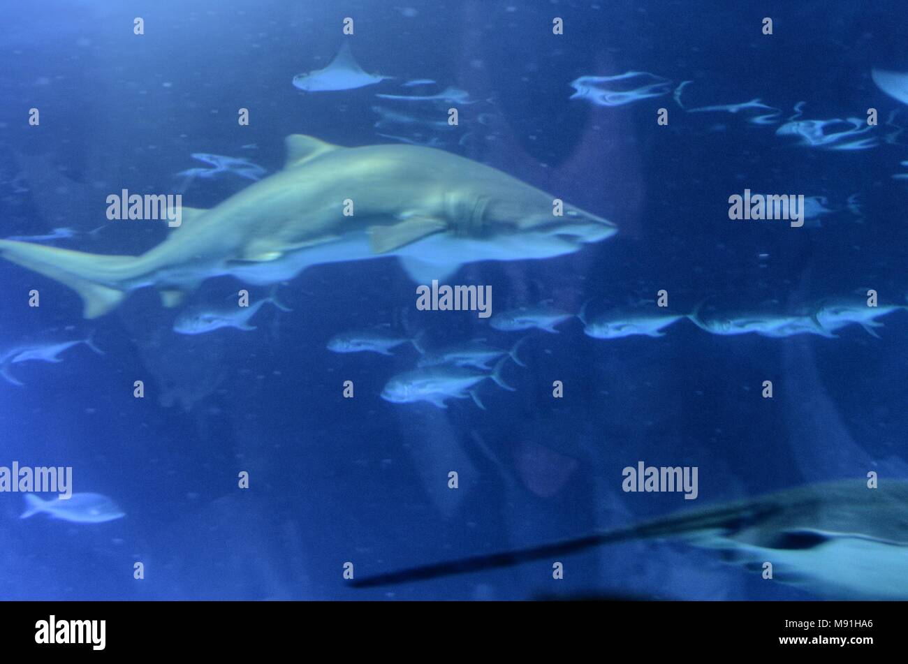 Tiger shark in captivity, marine aquarium Stock Photo - Alamy