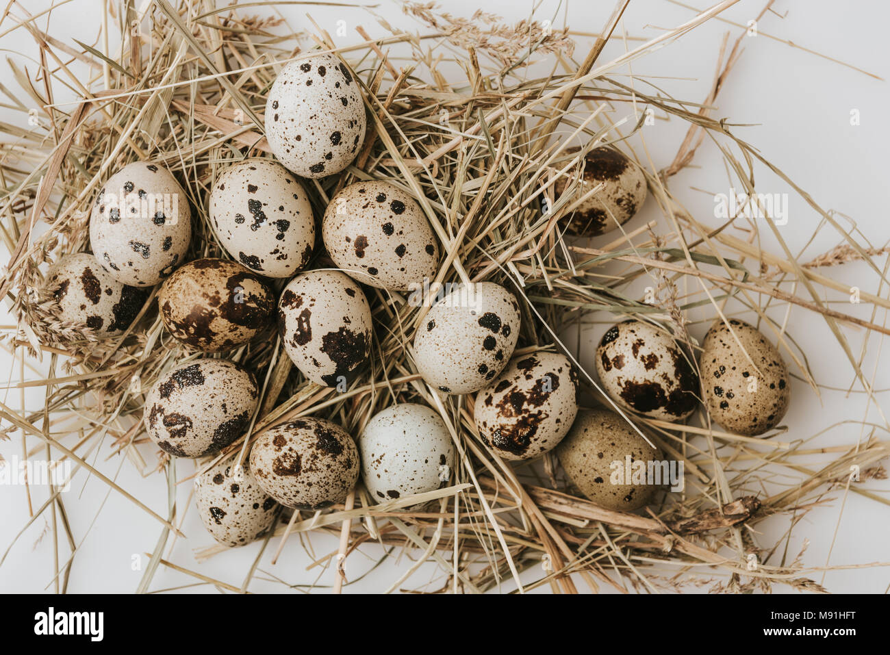 quail eggs laying on straw over white background Stock Photo