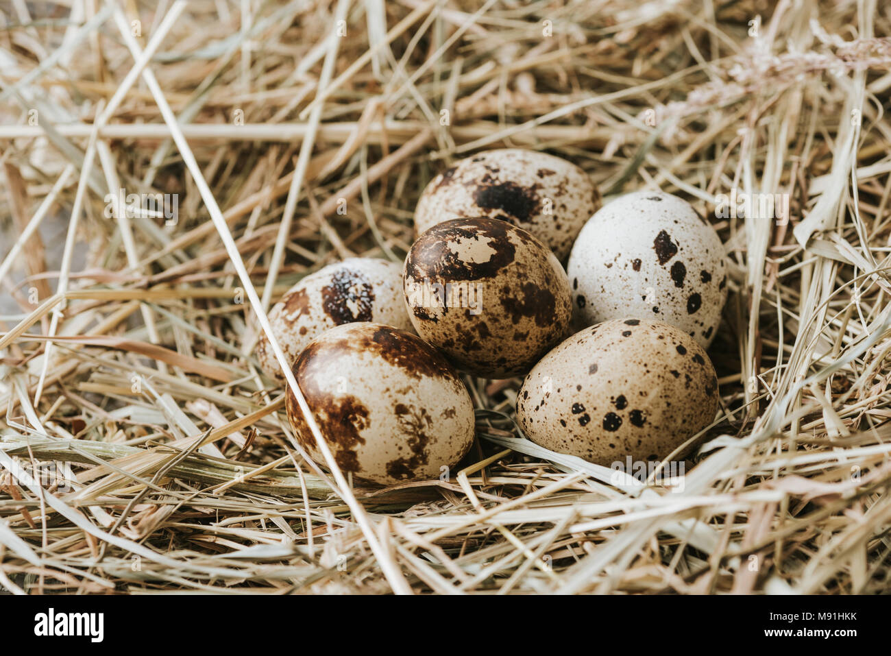 quail eggs laying on straw close to each other Stock Photo Alamy
