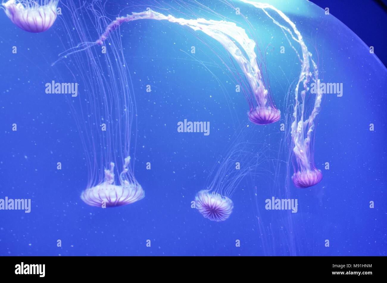 Floating jellyfish in the aquarium Stock Photo Alamy