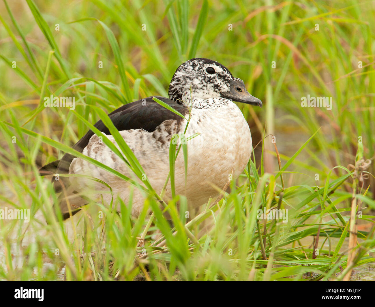 Vrouwtje Knobbeleend in vegetatie, Female Comb Duck in vegetation Stock Photo