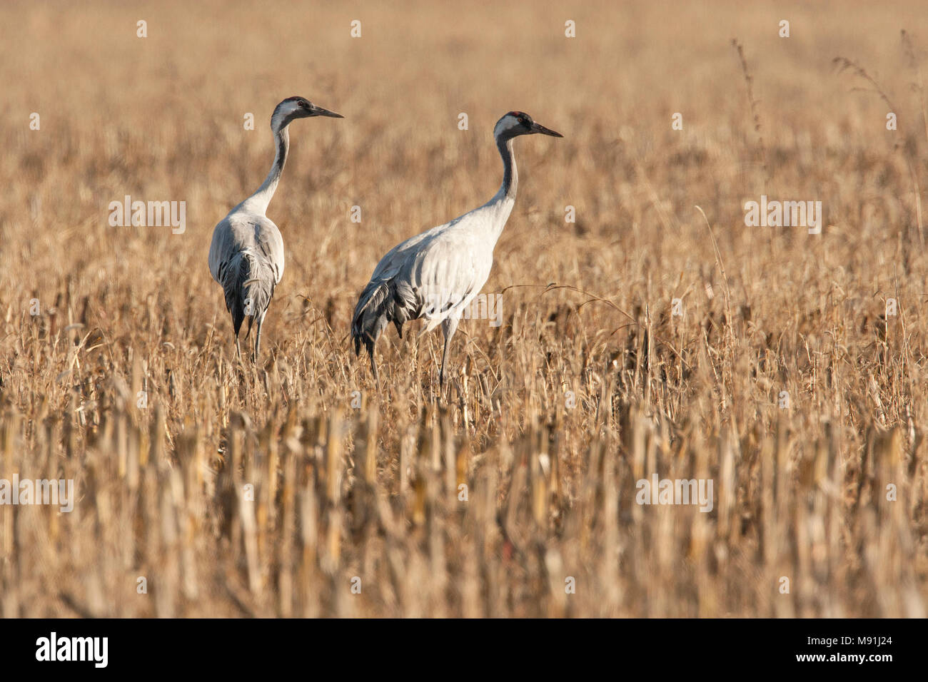 Kraanvogels tijdens de najaarstrek, Common Cranes during migration