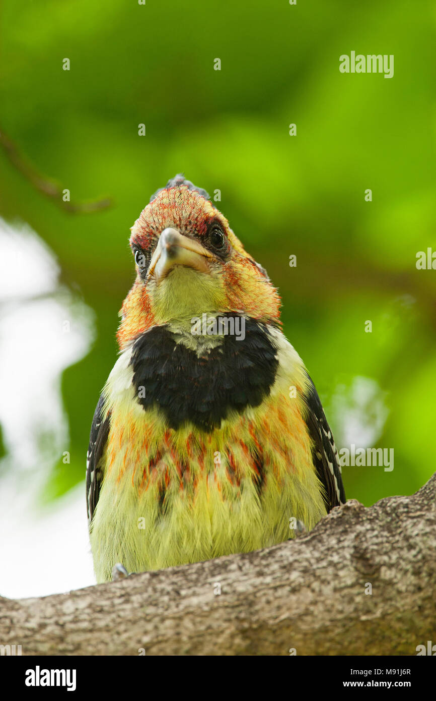 Adulte Kuifbaardvogel, Adult Crested Barbet Stock Photo