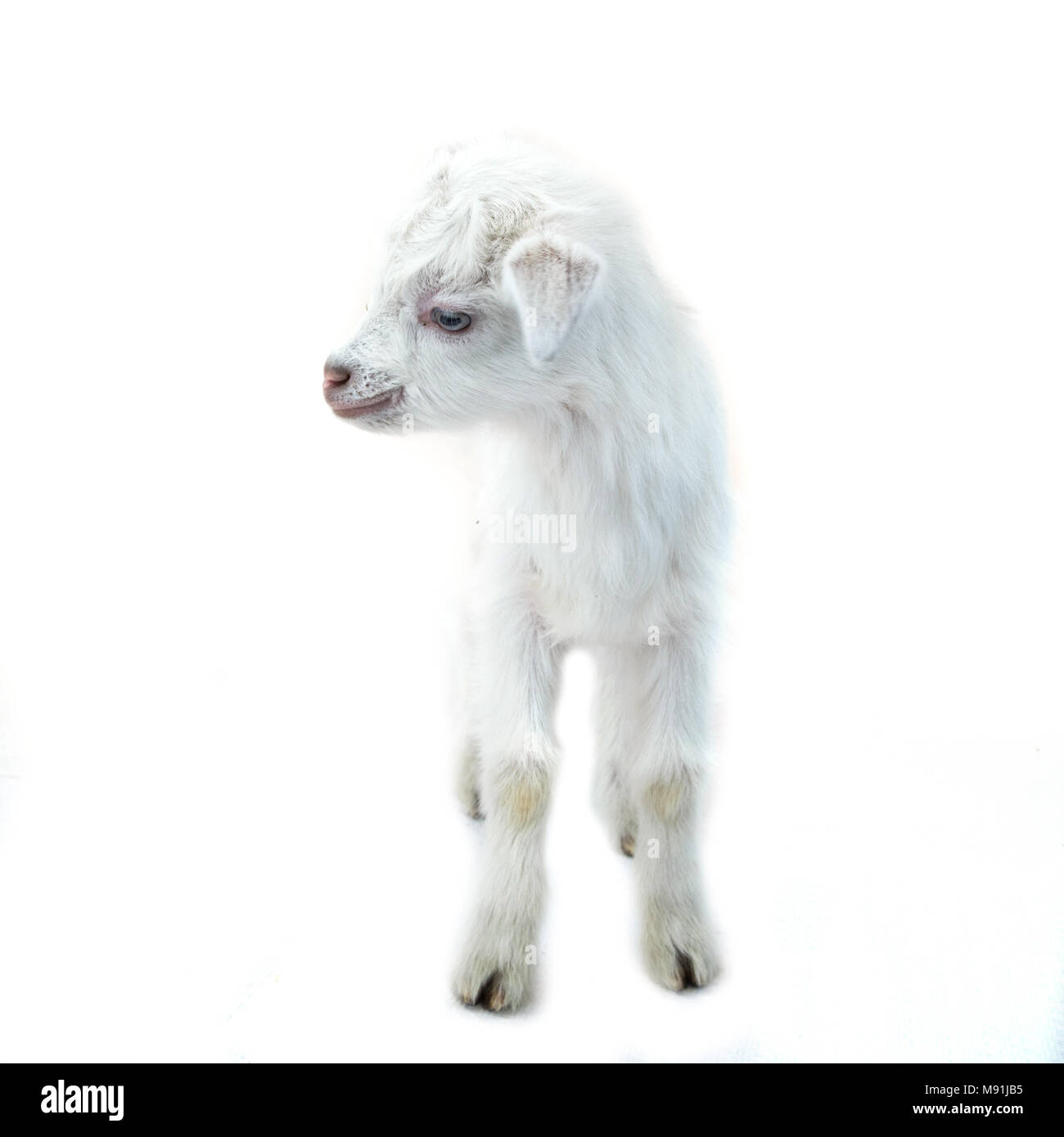 Lamb standing in front of a white background Stock Photo - Alamy