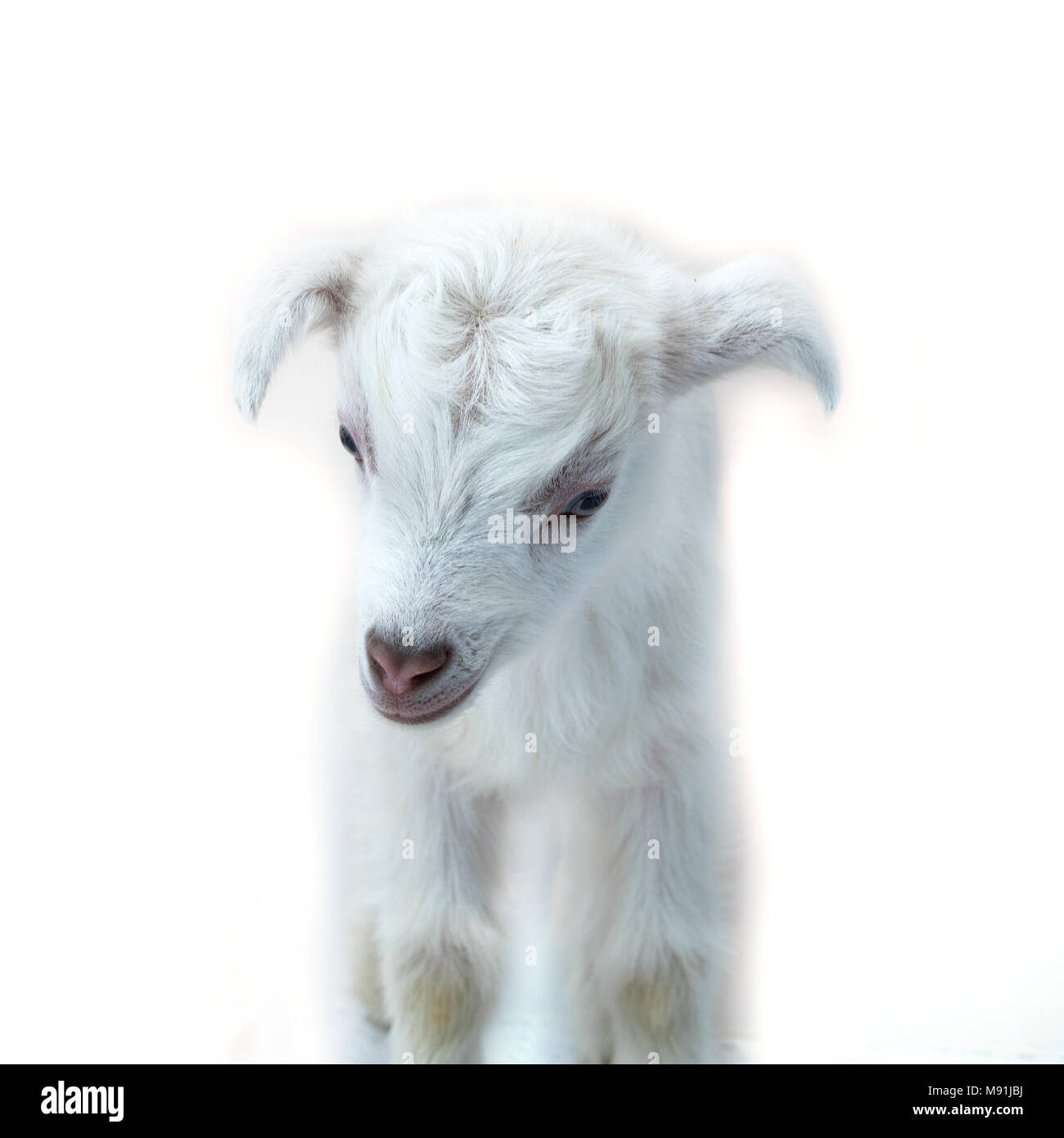 Lamb standing in front of a white background Stock Photo - Alamy