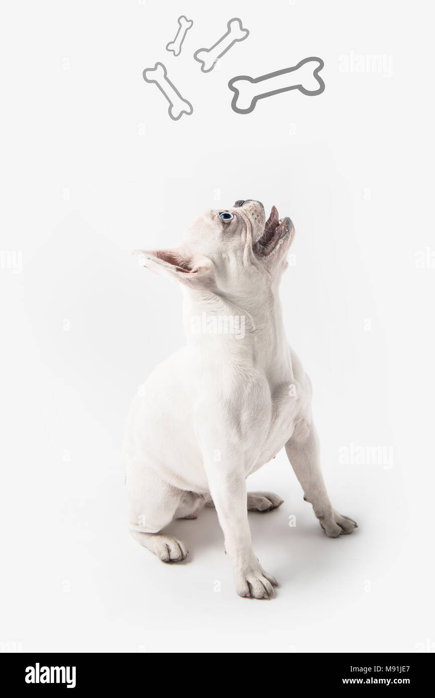 cute french bulldog looking up at bones isolated on white Stock Photo
