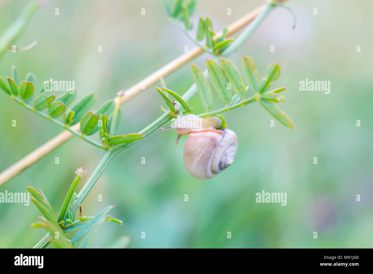 Snail crawling on plant. Small Snail in nature, pastel colors Stock Photo