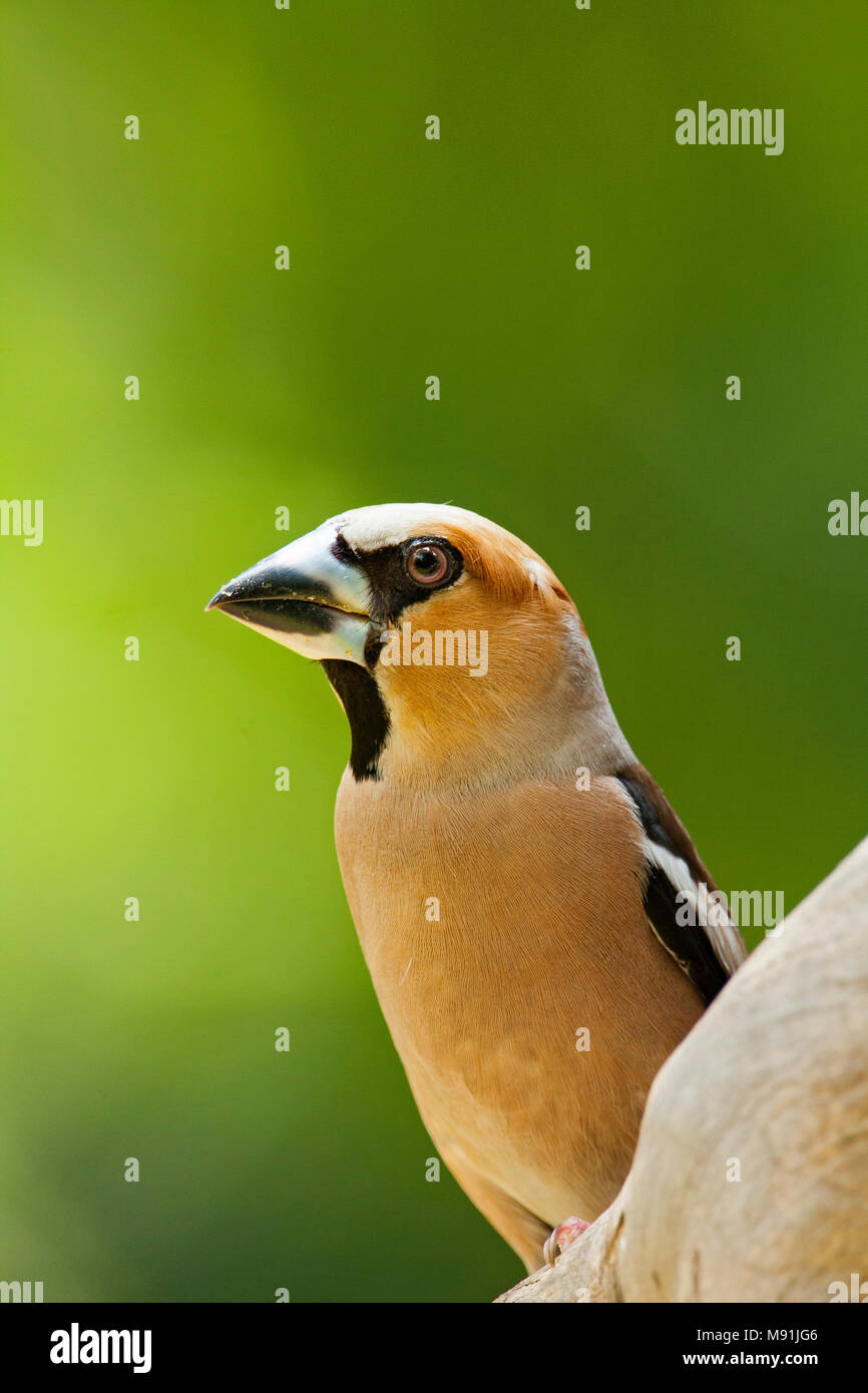 Mannetje Appelvink, Male Hawfinch Stock Photo