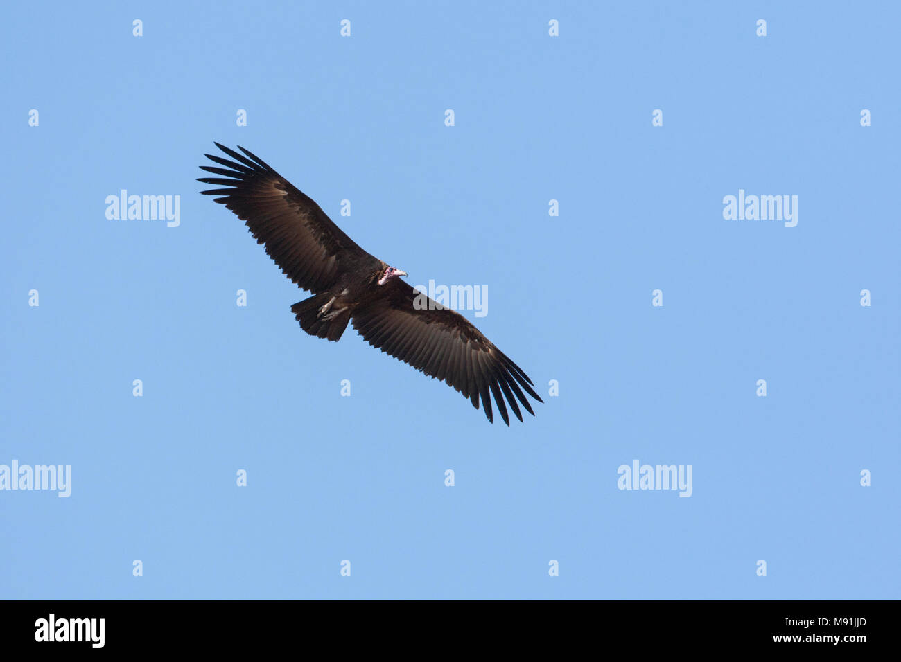 Kapgier in vlucht, Hooded Vulture in flight Stock Photo