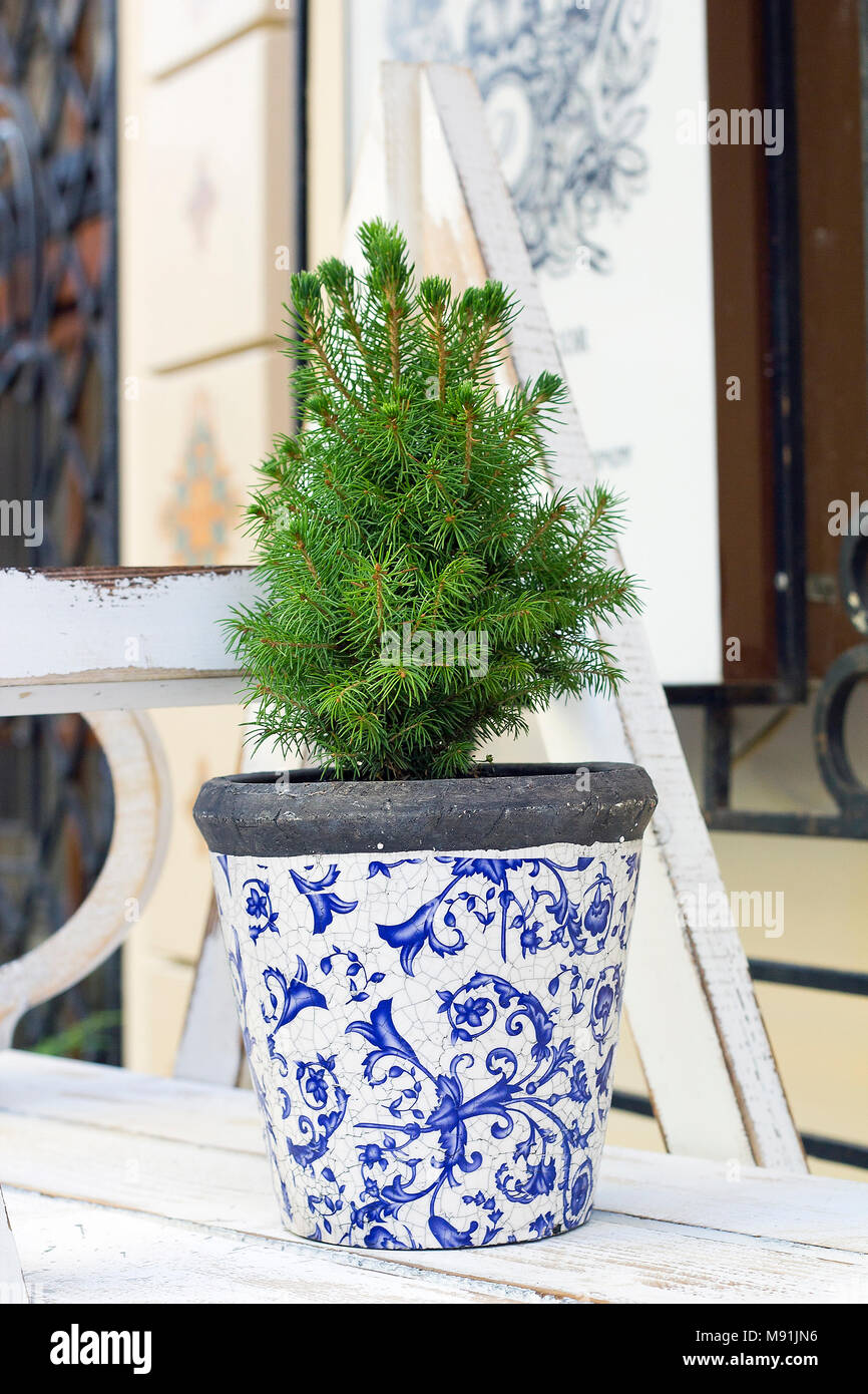 Abies small tree growing in flowerpot. Christmas tree in pot Stock Photo