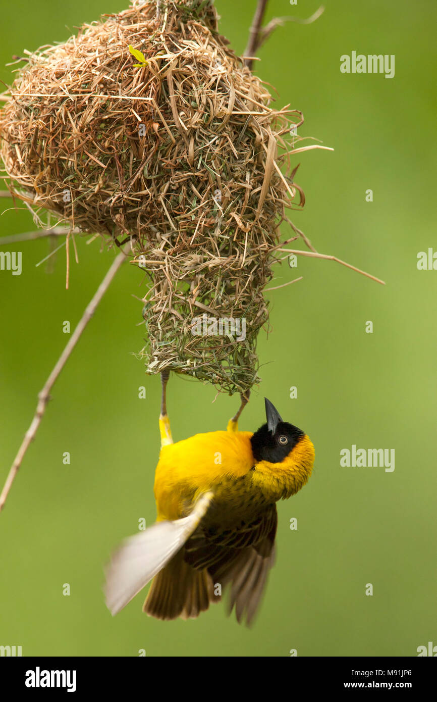 Mannetje Kleine Textorwever hangend aan zijn nest, Male Lesser Masked Weaver hanging at his nest Stock Photo