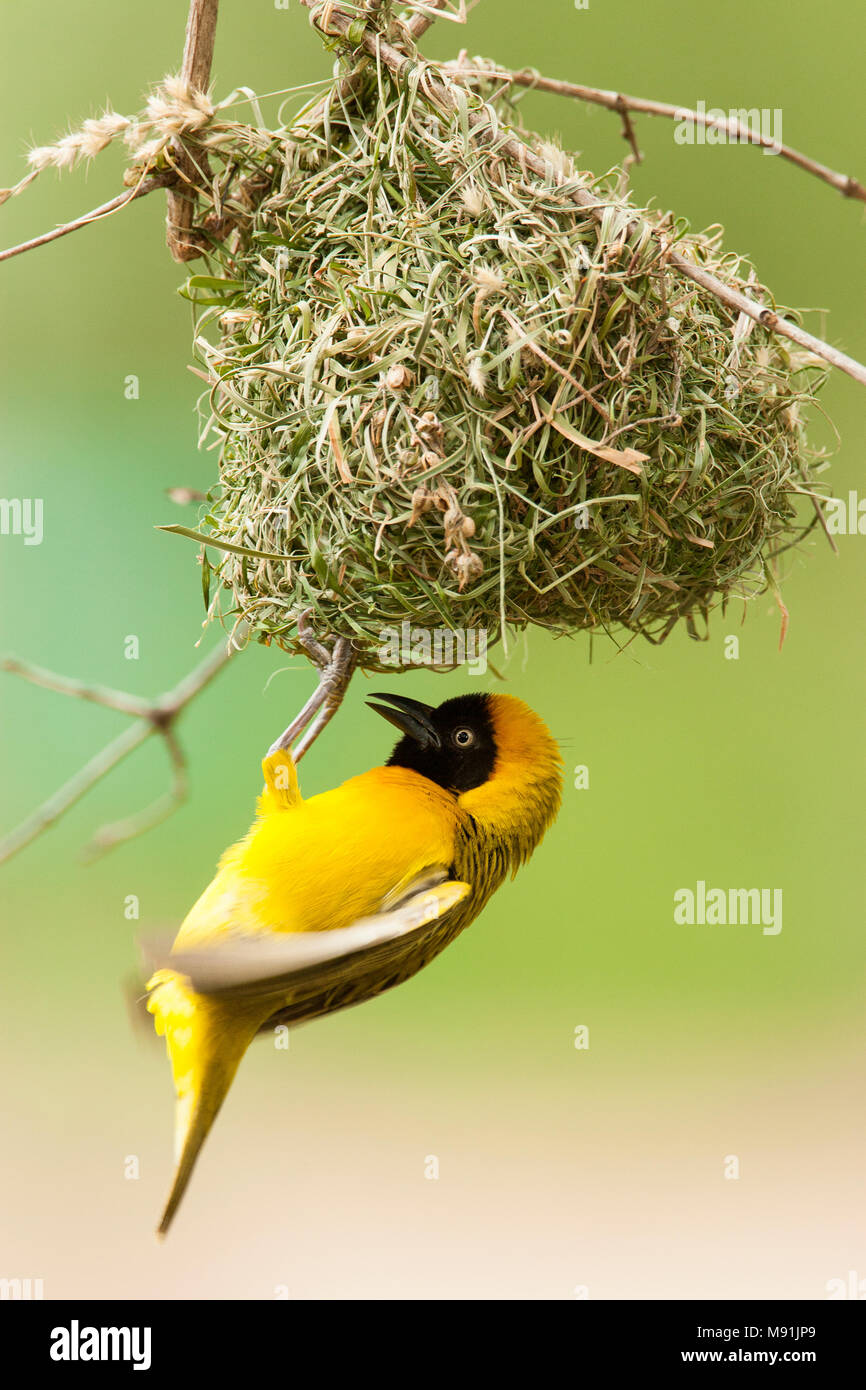 Mannetje Kleine Textorwever hangend aan zijn nest, Male Lesser Masked Weaver hanging at his nest Stock Photo