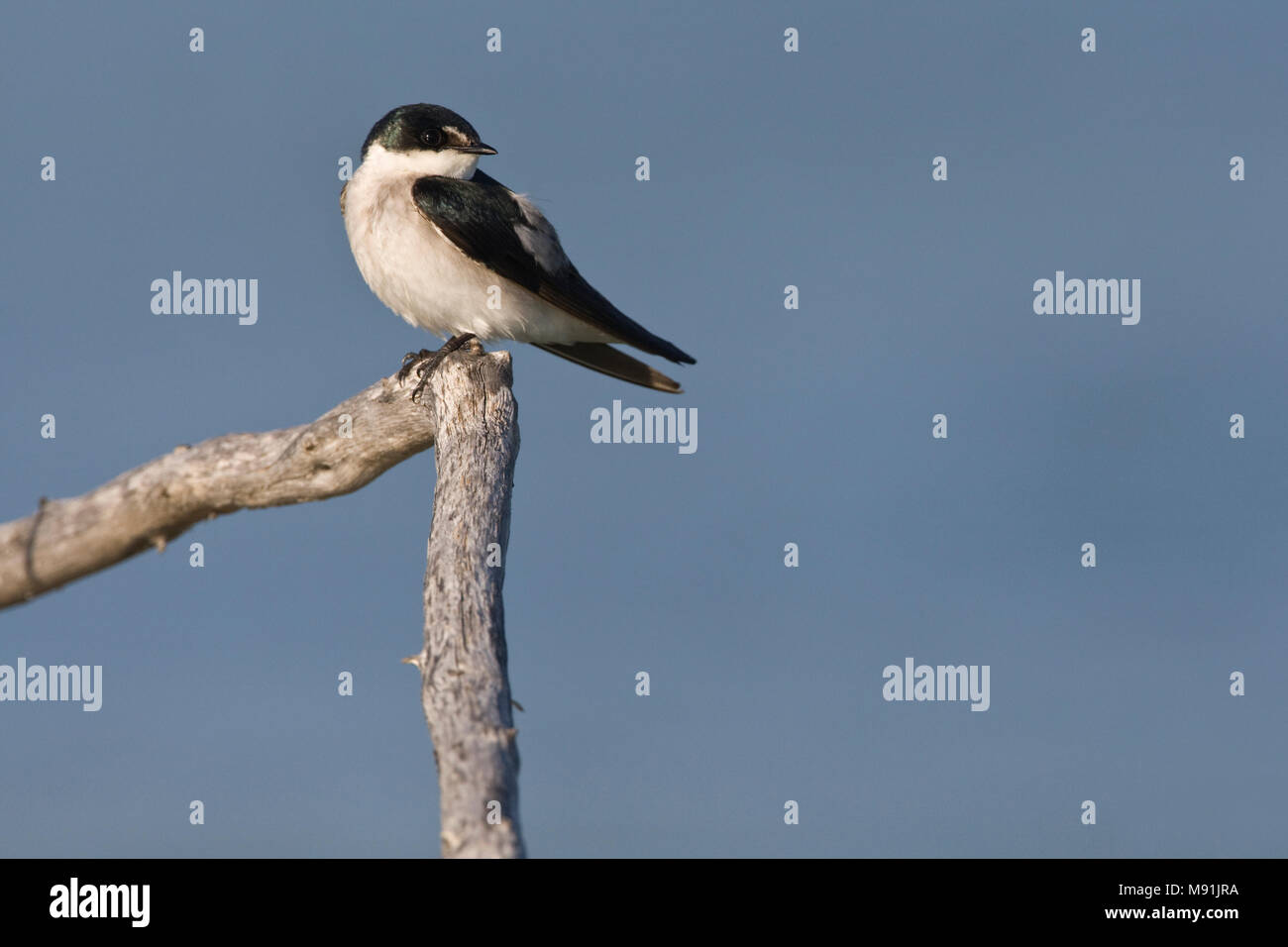 Mangrovezwaluw zittend op een tak, Mangrove Swallow perched on a branch Stock Photo