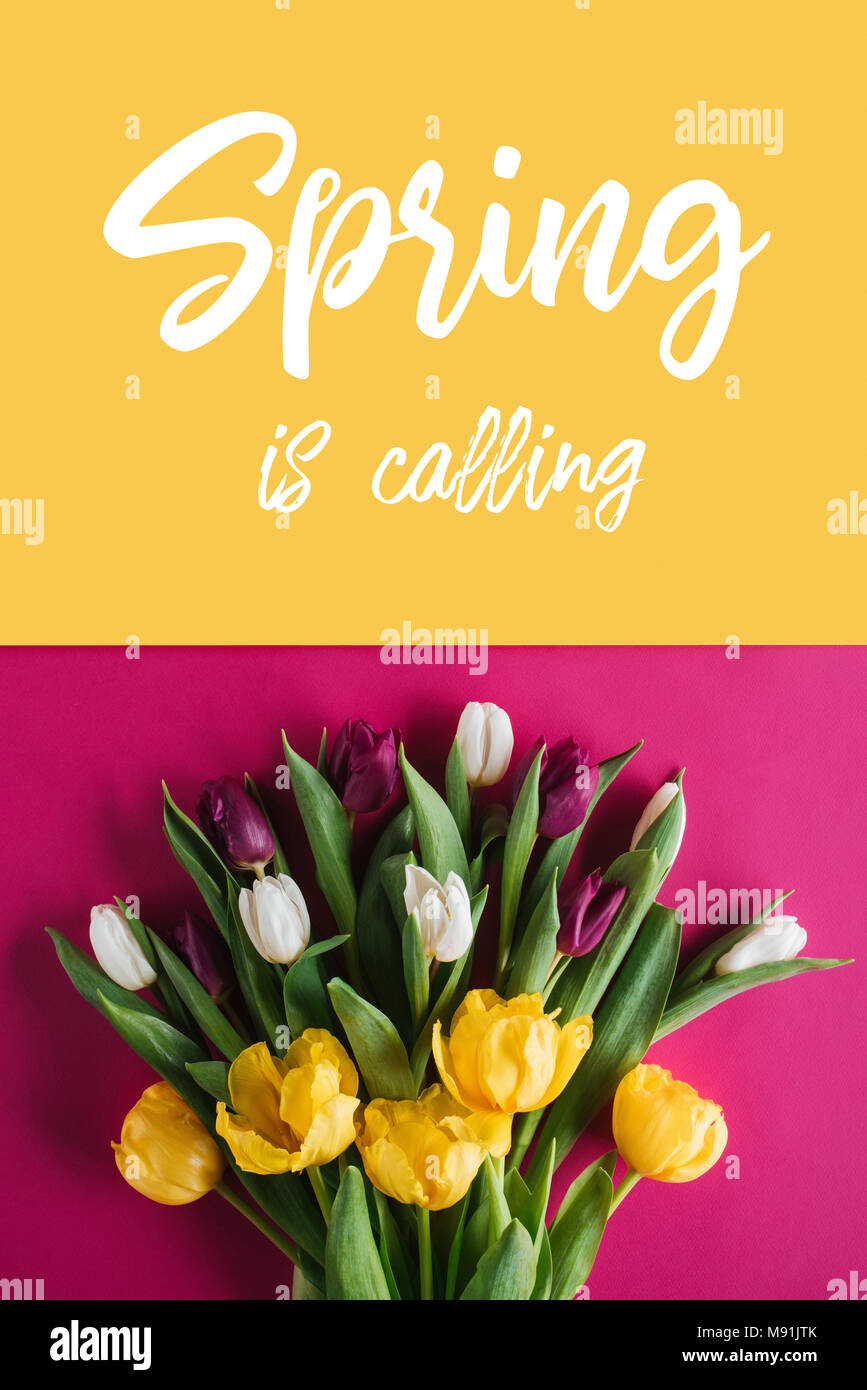 top view of fresh spring tulips with Spring is calling lettering Stock ...