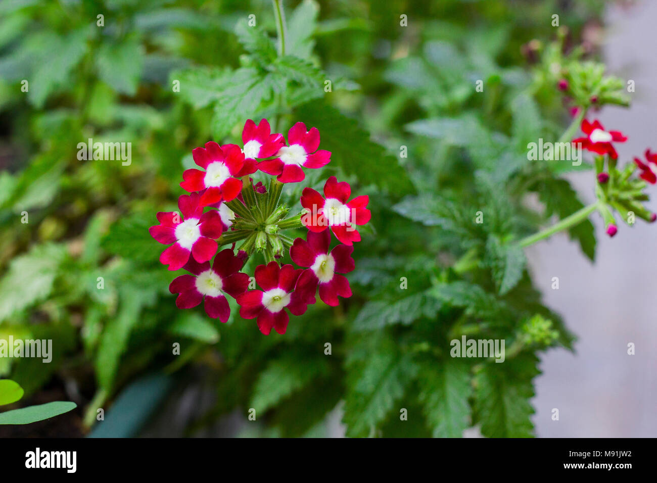 Verbena hybrida hi-res stock photography and images - Alamy