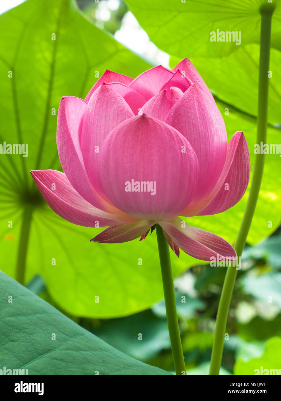 Nelumbo nucifera or sacred lotus Stock Photo Alamy